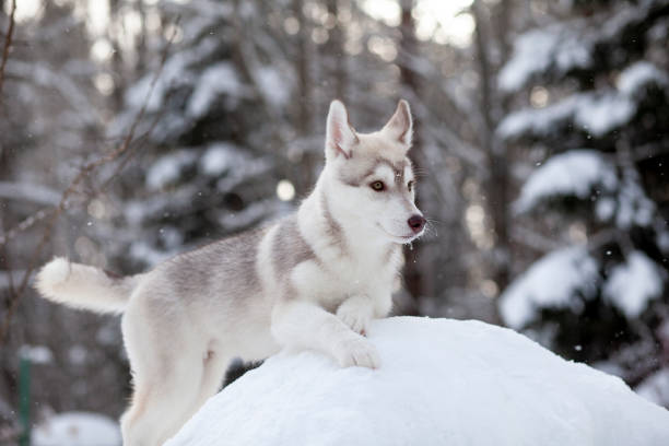 Front view of white Siberian husky dog running in snow, winter scene