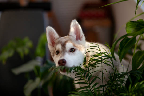 istock Little cute husky puppy 1325073251