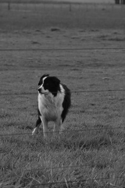 istock Countryside - Black and white Farm 1325074420