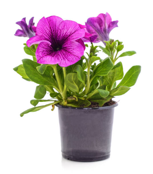 istock Purple petunia in the pot. 1325074577