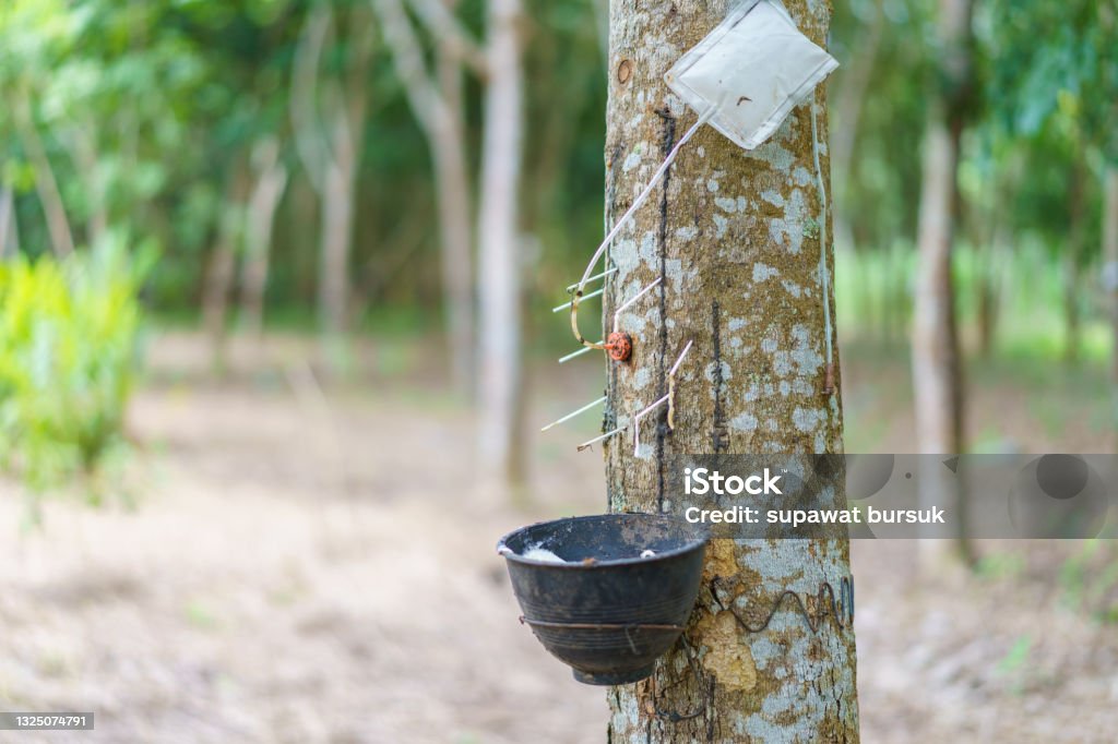Rubber tree (Hevea brasiliensis) produces latex by using ethylene gas to accelerate productivity. Latex like milk Conducted into gloves, condoms, tires, tires and so on. Agriculture Stock Photo
