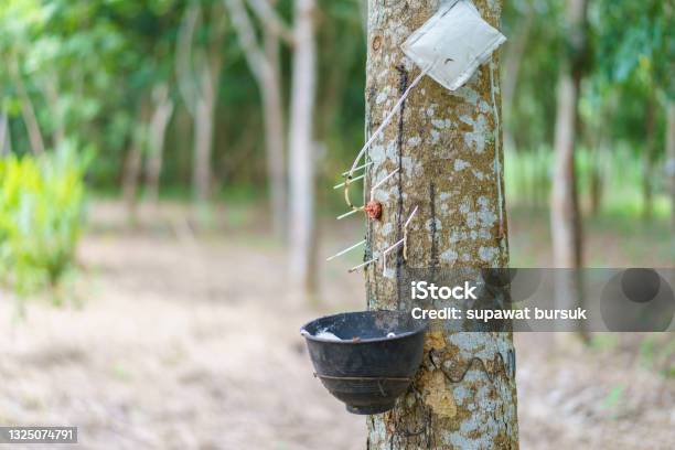 Rubber Tree Produces Latex By Using Ethylene Gas To Accelerate Productivity Latex Like Milk Conducted Into Gloves Condoms Tires Tires And So On Stock Photo - Download Image Now