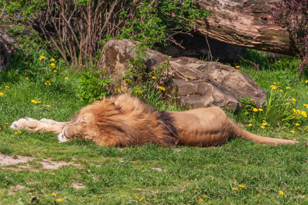 KING OF THE JUNGLE SLEEPING