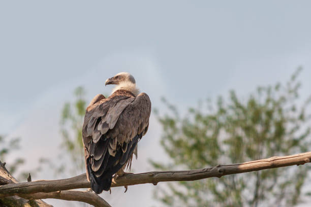 istock Gyps fulvus - Griffon Vulture sits on a tree and the background is a blue sky 1325077040