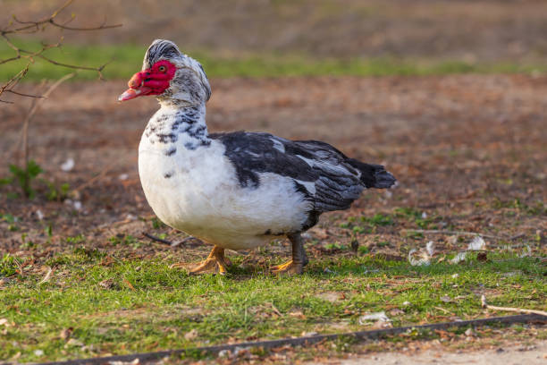 istock Beautiful big white-black duck with a red lobe 1325077045