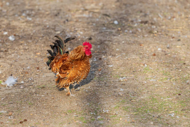 istock Small ornamental rooster with a red comb 1325077216