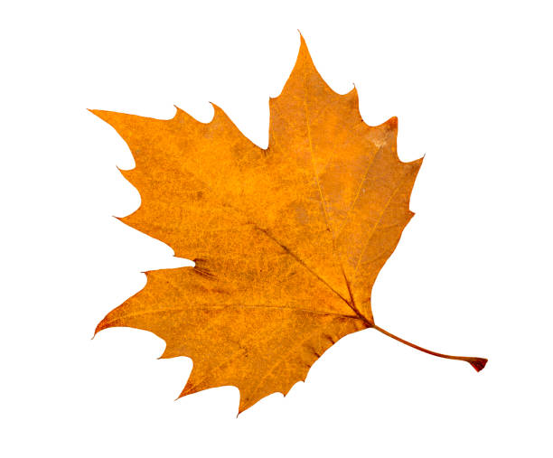 istock Isolated gold autumn maple leaf on white background 1325077571