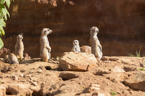 Serious meerkat looking staring