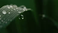 istock SUPER SLO MO Raindrops falling on green plant 1325079217