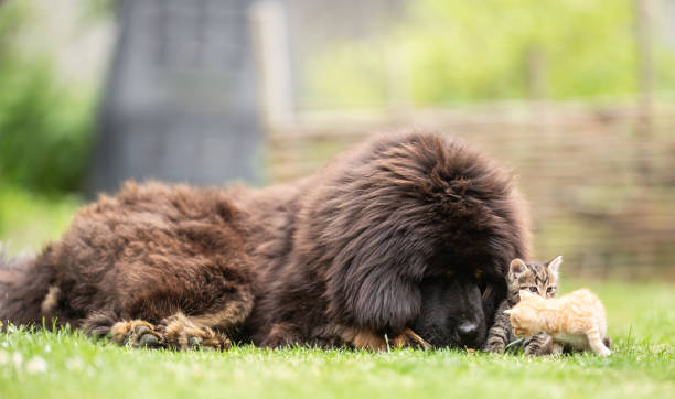 잔디에 마당에서 작은 태비 새끼 고양이와 친절한 연주 거대한 티베트 마스티프 강아지. - tibetan mastiff 뉴스 사진 이미지