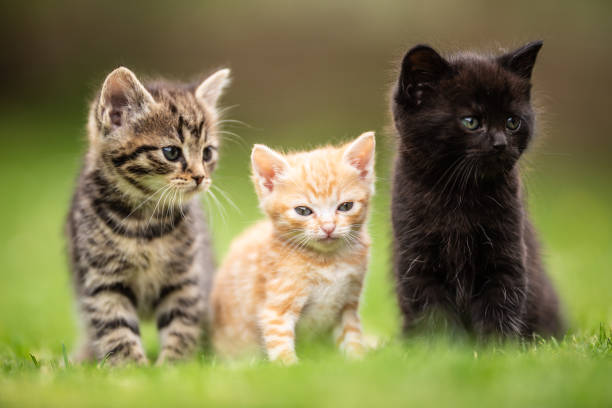 istock Three playful kittens friendly sitting and standing next to each other on the grass in the garden. 1325079886
