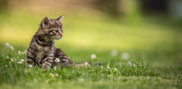 Adorable and curious little tabby kitten vigorously playing in the garden in the grass.