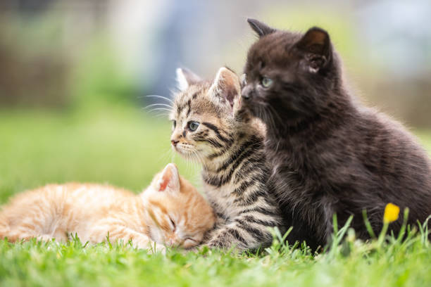 istock Three kittens playing and lying in the garden on the grass or curiously watching what is going on. 1325079906
