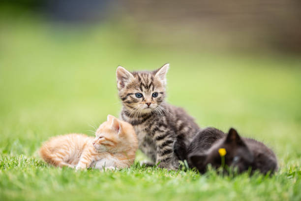 istock Three kittens playing and lying in the garden on the grass or curiously watching what is going on. 1325079909