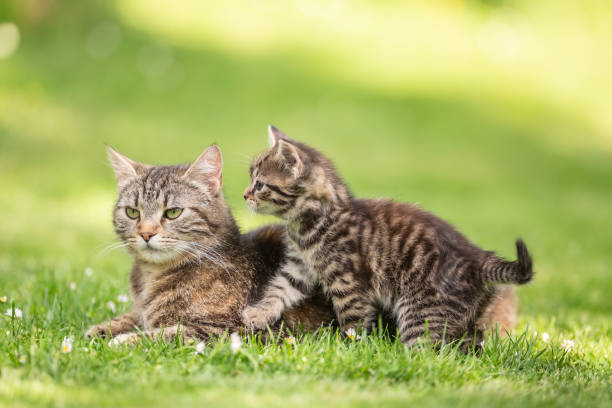 istock A little tabby kitten iterrupting her mom cat in the garden. 1325079927