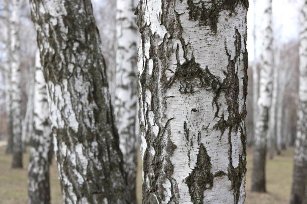 istock beautiful scene with birches in yellow autumn birch forest 1325080634