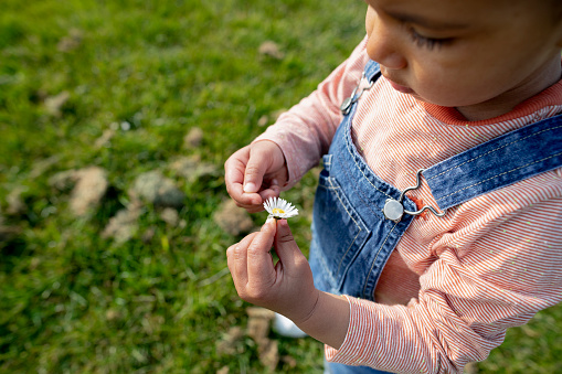 A mixed race toddler boy wearing casual clothing and examining a daisy flower in a public park.