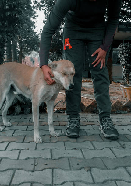 istock Man petting stray dog 1325081946
