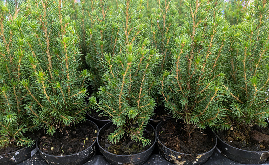 Many small seedlings of green spruce were eaten in separate flower pots. Nursery for growing coniferous trees.