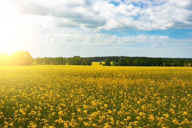 istock Oilseed canola field under cloudy sky summer sunny day 1325082365
