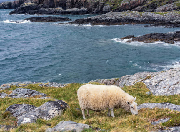 istock Hardy ewe grazing on Scotland's West Coast 1325082451