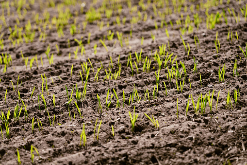 New growth of young seedlings in a field on an arable farm in the UK.