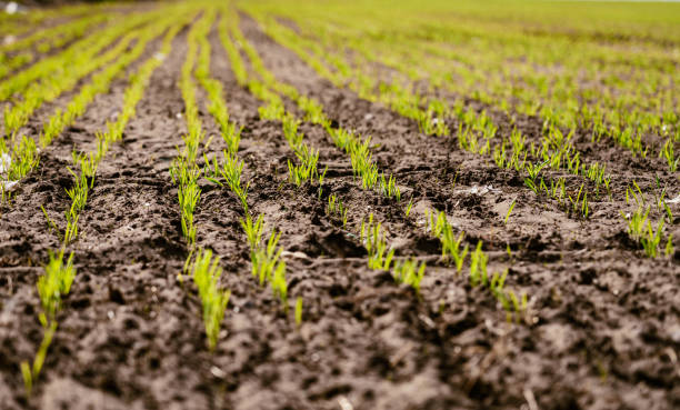 Newly drilled crop rows New growth of young seedlings in a field on an arable farm in the UK. mini wheat cereal stock pictures, royalty-free photos & images