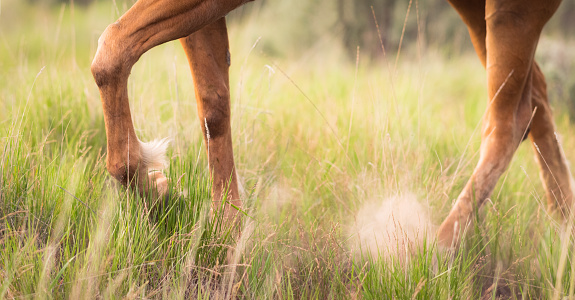 A side view of the relaxed legs of a chestnut horse as it walks in idyllic long, soft, summer grass.
