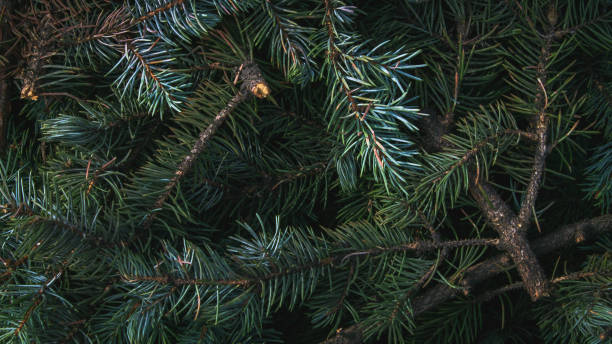 istock Plucked green branches of a young spruce, background texture. 1325083403