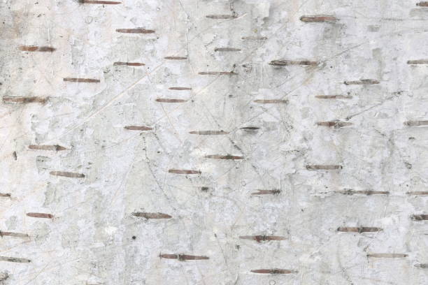 istock pattern of birch bark with black birch stripes on white birch bark 1325084508