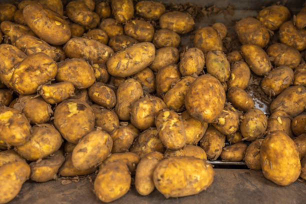close up view of potato  on shelf of supermarket. sweden. - potatis sweden bildbanksfoton och bilder