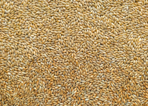 istock Ripe peeled barley grains.  Texture with even lighting. 1325085328