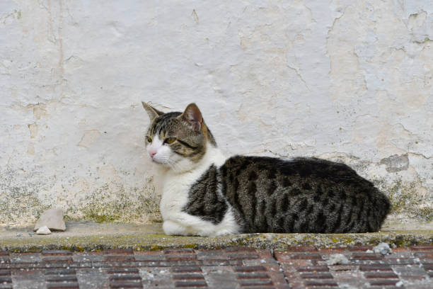 istock Stray cat, happy in freedom 1325086107