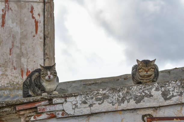 istock Stray cat, happy in freedom 1325086115