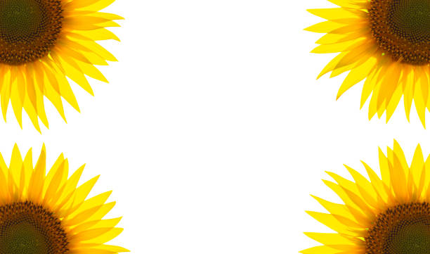 Kyiv, Ukraine - September 7, 2012: Close-up of the Photos application icon on the screen of the \