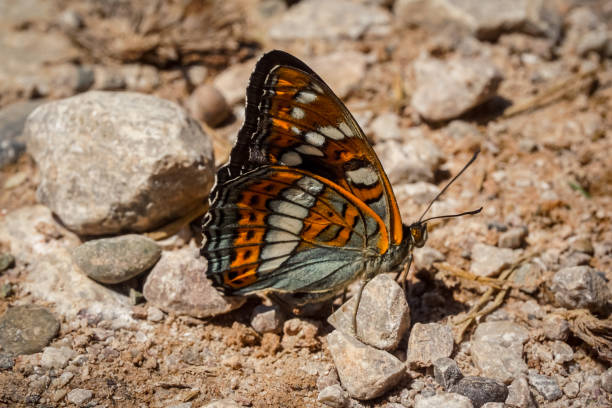 istock Beautiful butterfly on the land close up 1325089135