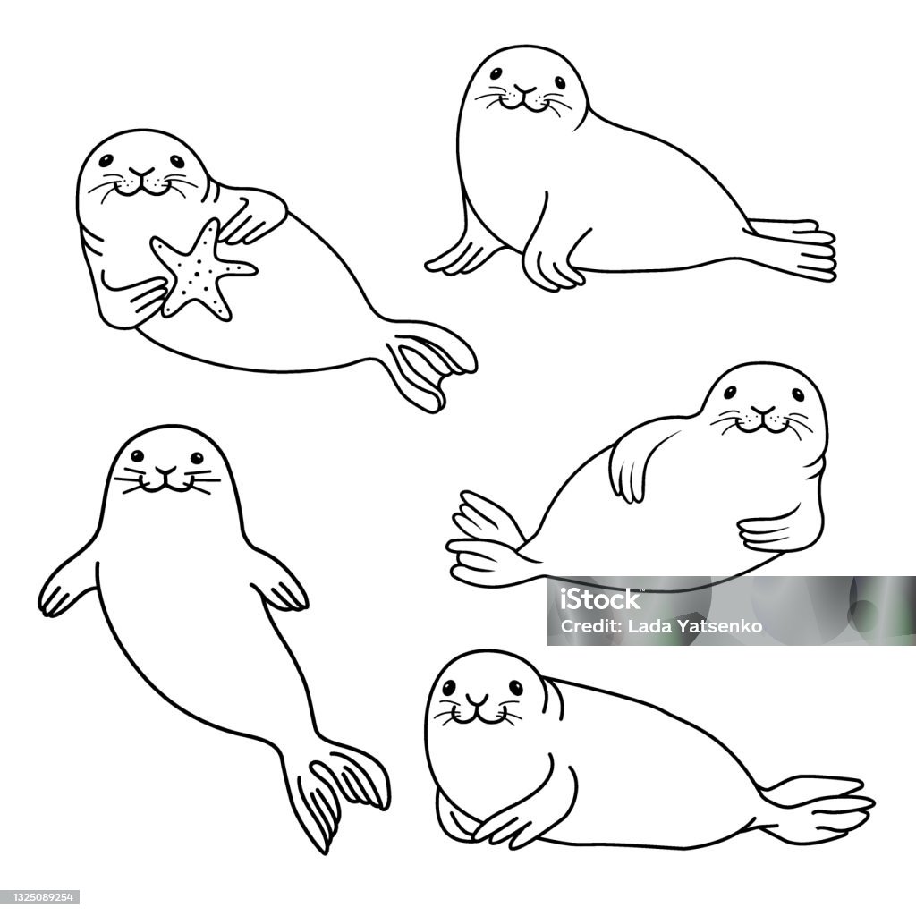 Set Of Fur Seals Stock Illustration - Download Image Now - Seal - Animal,  Animal, Animal Themes - iStock