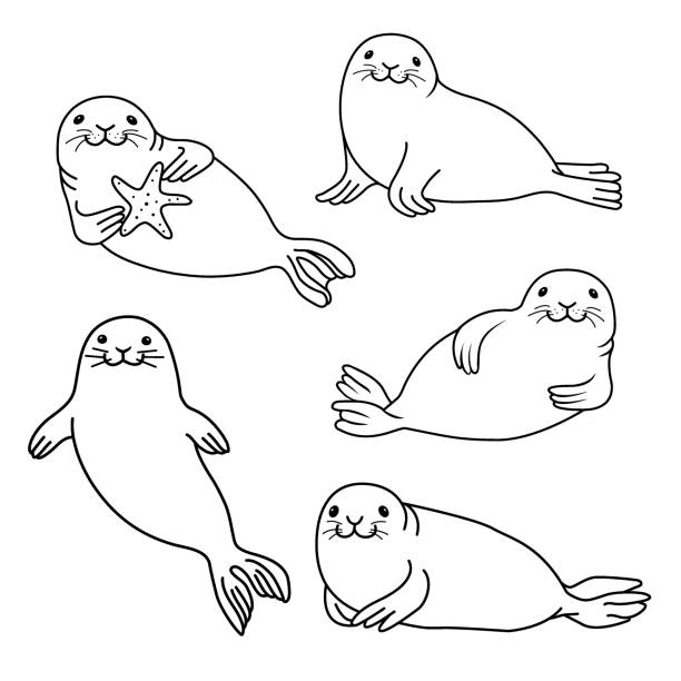 Set of fur seals Set of fur seals. Vector hand drawn fur seal black outline isolated on white background. Ocean animal illustration. seal animal stock illustrations