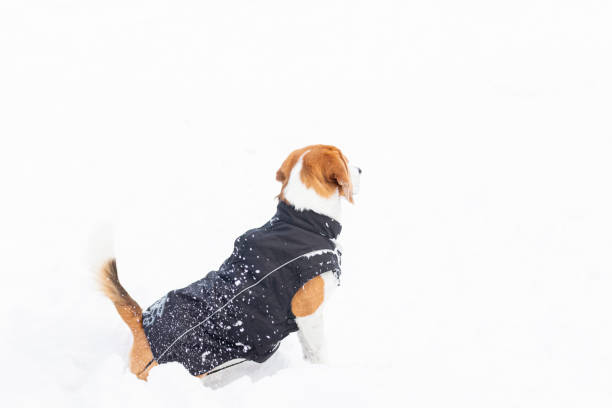 istock Beagle dog, looking attentive, during a walk in the snow. 1325089442