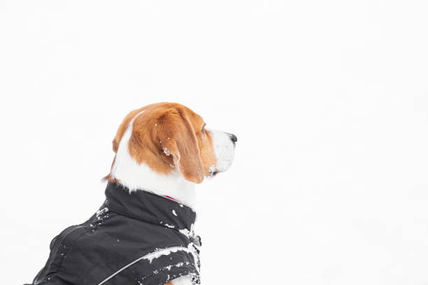 Young tricolour Beagle dog enjoying a walk in the snow, wearing a black coat for the cold, copy space.