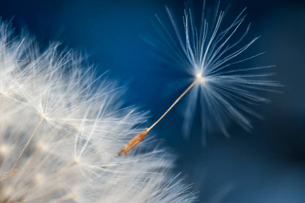 istock Close-up of a dandelion on a blue sky background. Macro photo 1325089607