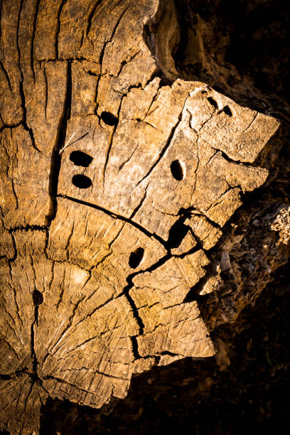 Termite hole close up.