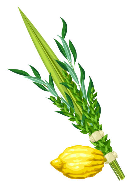 Happy Sukkot traditional symbols. Four species etrog, lulav, willow and myrtle branches. Happy Sukkot traditional symbols. Four species etrog, lulav, willow and myrtle branches. Jewish element for celebration. citron stock illustrations