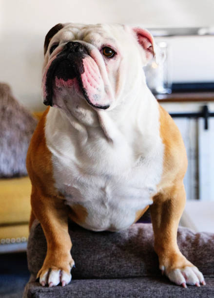 istock English Bulldog 1325091906