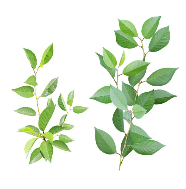 istock Set of branch with green leaves 1325093467