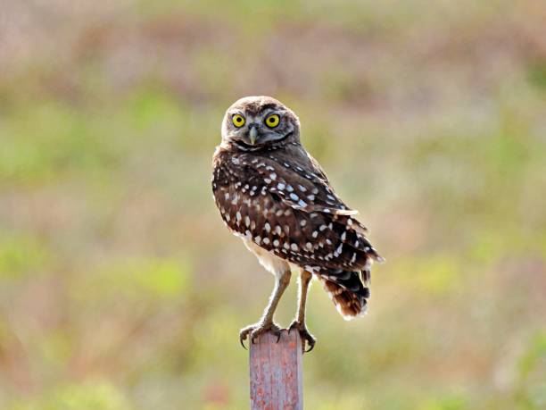 istock Burrowing Owl (Athene cunicularia) perched on a wood post 1325095062