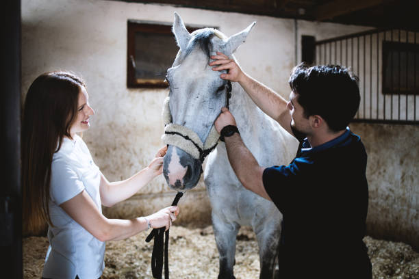 istock Vet checking horse's health. 1325096816
