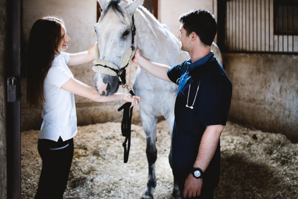 istock Vet checking horse's health. 1325096874