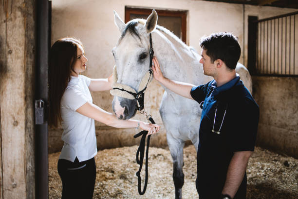 istock Vet checking horse's health. 1325096900
