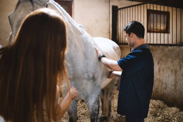 istock Vet checking horse's health. 1325097503